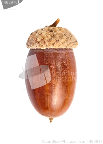 Image of Acorn on white background