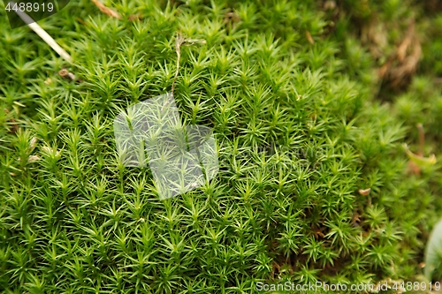 Image of Moss layer closeup