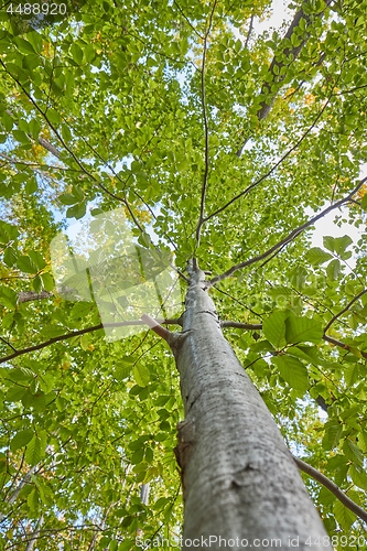 Image of Spring Green Leaves