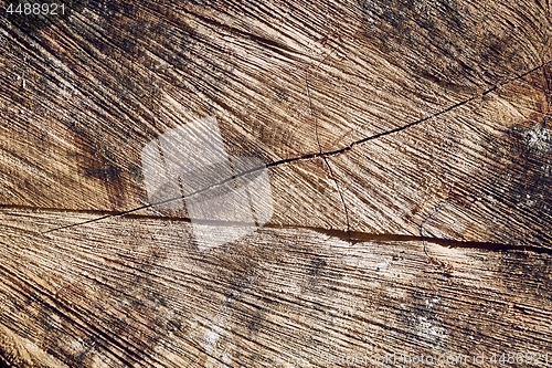 Image of Tree trunk texture