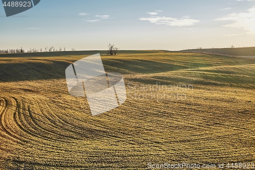 Image of Agircutural field with small plants