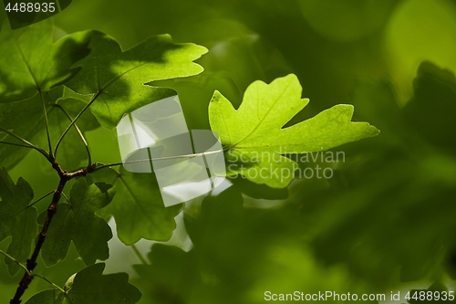 Image of Green Leaves of Spring