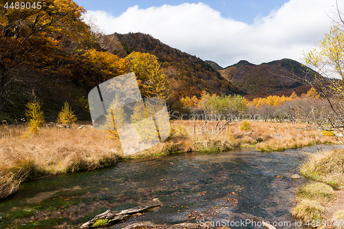 Image of Forest in Autumn