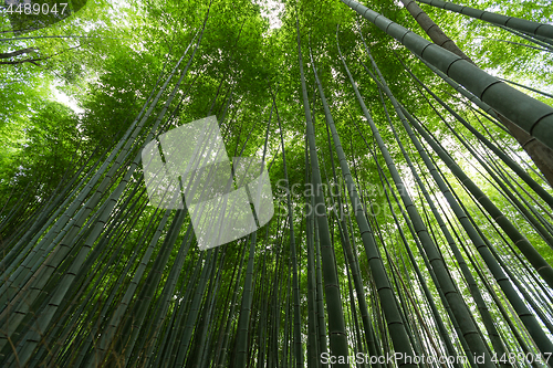 Image of Green bamboo tree canopy