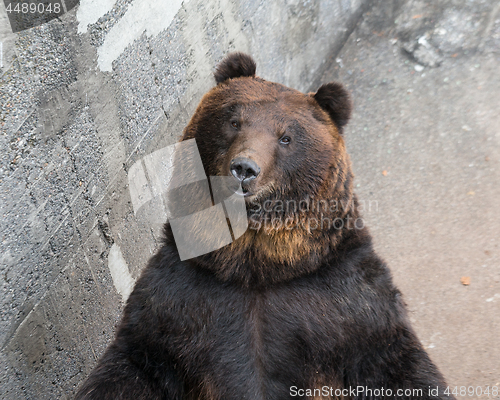 Image of Cute brown bear