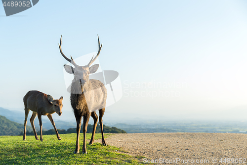 Image of Deer buck in mountain