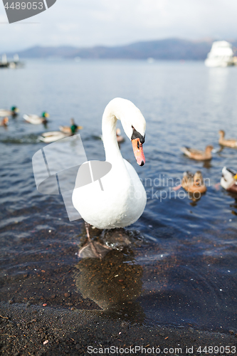 Image of Swan and duck in the lake