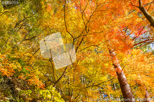 Image of Autumn forest