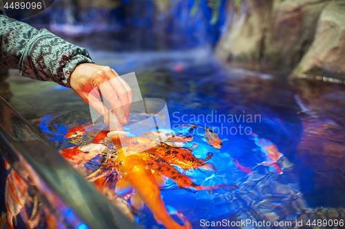 Image of Feeding fish in aquarium