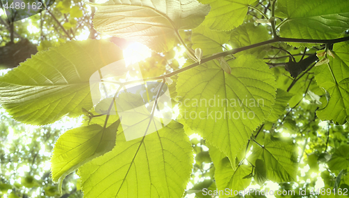 Image of Spring fresh foliage of linden tree 