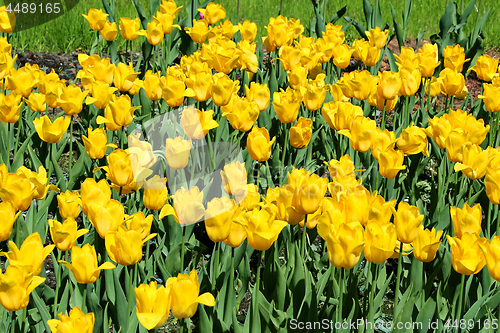 Image of Beautiful yellow tulips