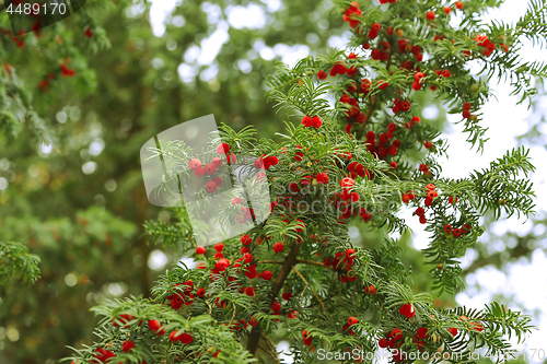 Image of Red berries growing on evergreen yew tree branches