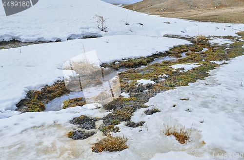 Image of Swampland place with rotten reeds in winter