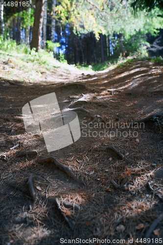 Image of Mountain forest with pine trees