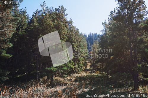 Image of Pine trees in mountain forest