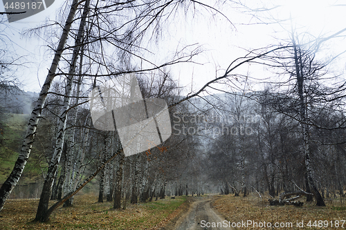 Image of Country road in the birch forest