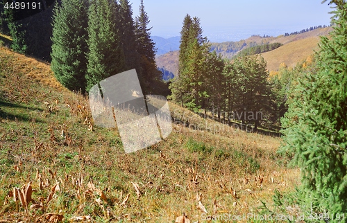 Image of Pine woods in mountain forest