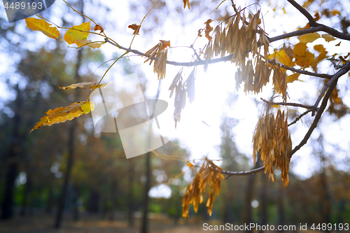 Image of Autumn trees in the forest