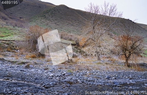 Image of Dried trees at rocky place