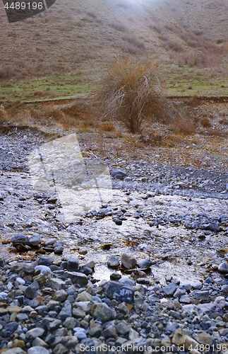 Image of Dried tree at rocky place