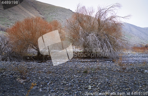 Image of Dried trees at rocky place