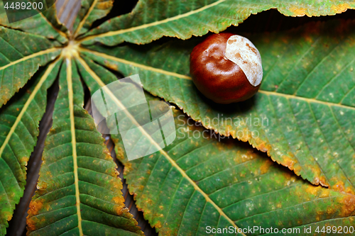 Image of Chestnuts on the leaf. Close-up