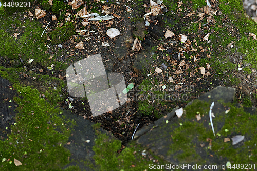 Image of Full frame photo of the stone fleeced with moss and new plant gr