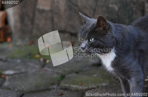 Image of Domestic cat outdoors in the city