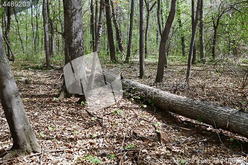 Image of Dead fallen tree trunk in the forest