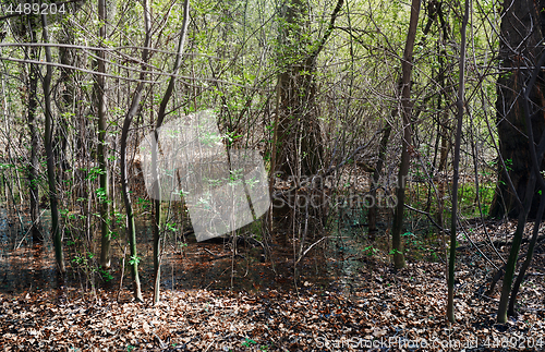 Image of Marsh and swamp in a deep forest