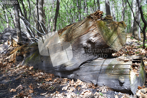 Image of Dead fallen tree trunk in the forest