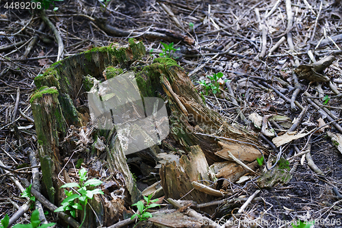 Image of Close-up view on the tree stump with green moss