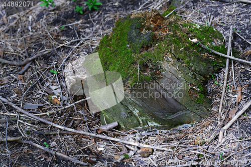 Image of Close-up view on the tree stump with green moss