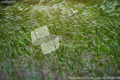 Image of Pattern of the field grass 