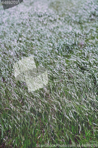 Image of Pattern of the field grass 