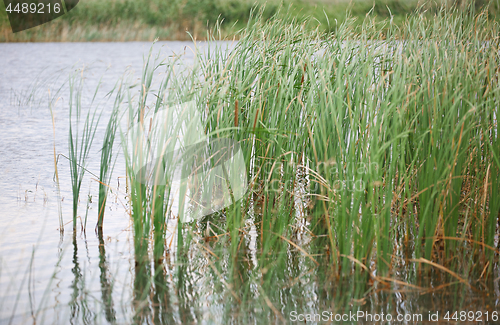 Image of Reed plants in open water of the Florida lake