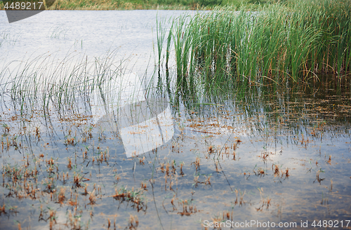 Image of Reed plants in open water of the Florida lake