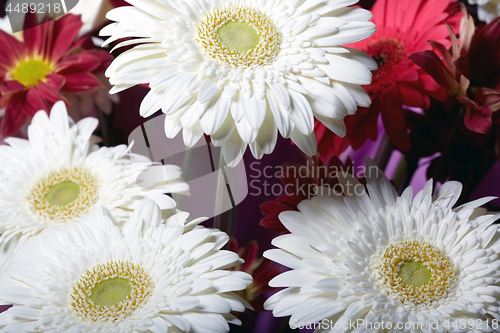 Image of Chrysanthemum flowers