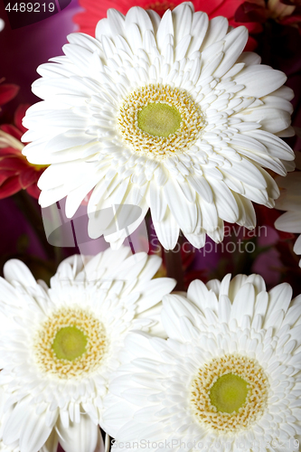 Image of Chrysanthemum