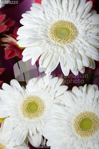 Image of Chrysanthemum