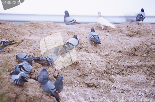 Image of Flock of pigeons on the rock. Close-up view