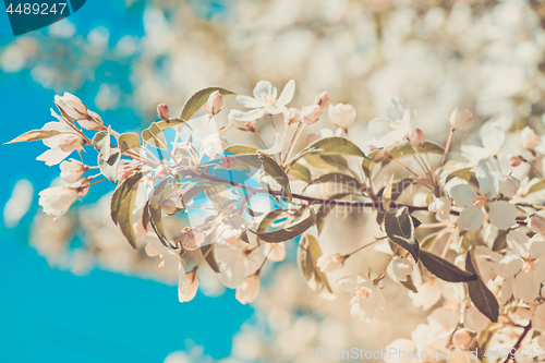 Image of Prunus bird cherry, macro