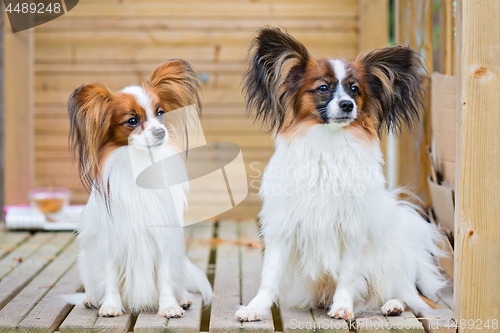 Image of Portrait of a papillon purebreed dogs