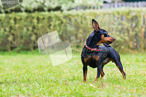 Image of Portrait of a red miniature pinscher dog