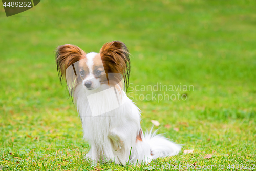 Image of Portrait of a papillon purebreed dog