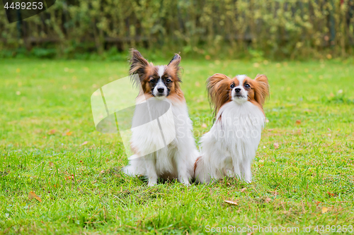 Image of Portrait of a papillon purebreed dogs