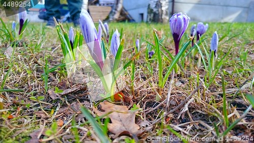 Image of Spring Blooming Crocus in Early Spring