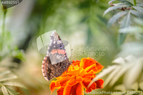 Image of Colorful orange butterfly