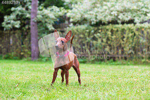 Image of Portrait of a red miniature pinscher dog