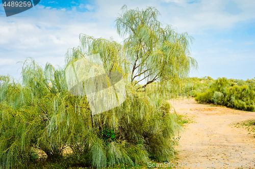 Image of Trees and gravel road between in Portugal